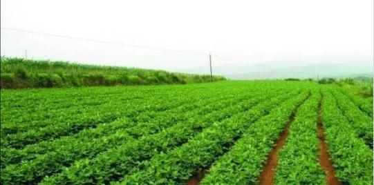2022年江蘇花生種植田間管理技術-imomo植物識別