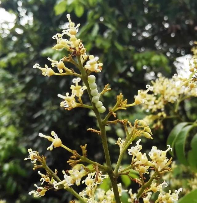 荔枝進入花穗期,需重點防治荔枝蝽-imomo植物識別