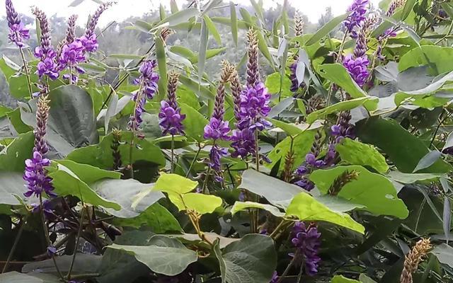 農村一種豆科植物「葛根」,國外稱之為亞洲人蔘,您認識嗎-imomo植物識別