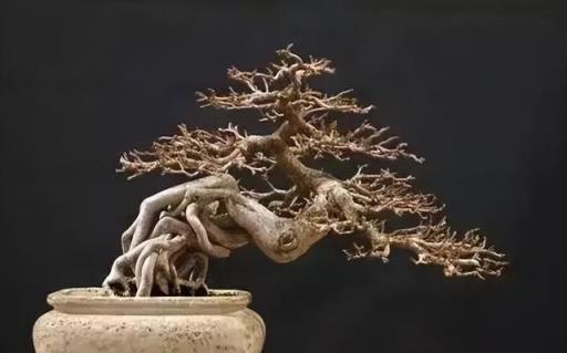 中国語　嶺南盆景　藝術與技法　園藝系列⑪ 中国語 嶺南盆景 藝術與技法 園藝系列⑪ 中国語 嶺南盆景 藝術與