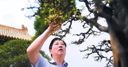 嶺南盆景風格特點與造型技巧全解析（上）-imomo植物識別