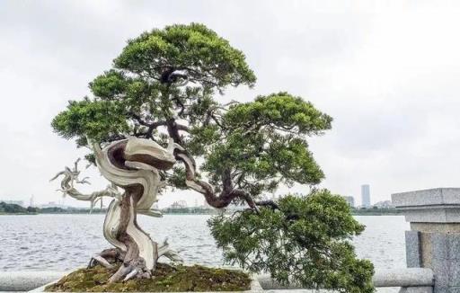 中国語　嶺南盆景　藝術與技法　園藝系列⑪ 中国語 嶺南盆景 藝術與技法 園藝系列⑪