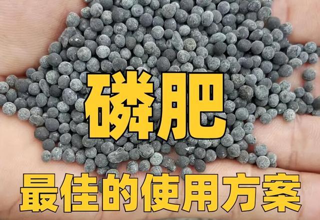 「磷肥」作為三大元素肥之一,效果好壞,關鍵看使用方法是否正確-imomo植物識別