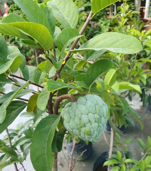 在露臺養盆栽番荔枝,選個合適品種,做好幾點就能不斷掛果-imomo植物識別