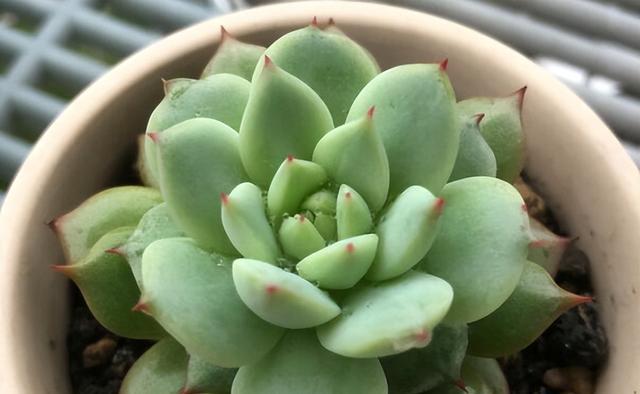 多肉冬天怎麼養？學會「上色」技巧，養出極致狀態-imomo植物識別
