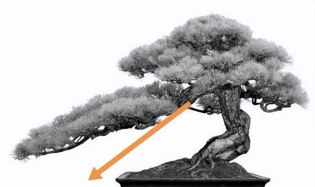 精品盆景怎麼可能沒有飄枝？4步製作動感飄枝-imomo植物識別