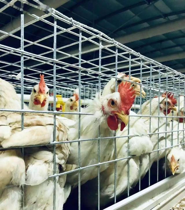 「速成雞」到底是否安全？從出生30克到出欄5斤重，僅需45天-imomo植物識別