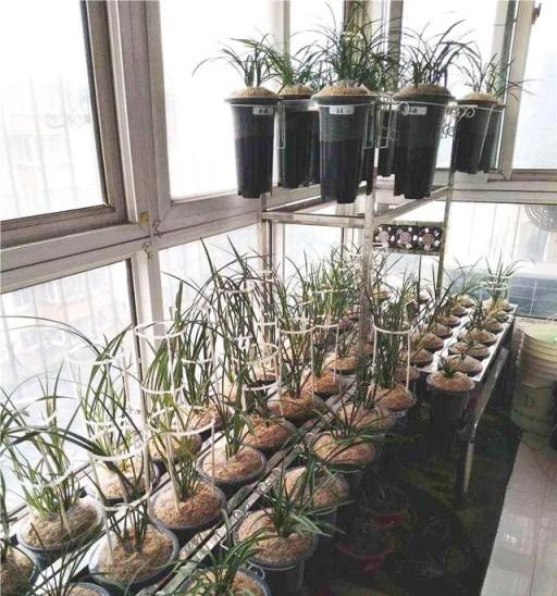 8個案例剖析封閉陽臺如何養蘭,破解陽臺養蘭風大且乾燥的障礙!-imomo植物識別