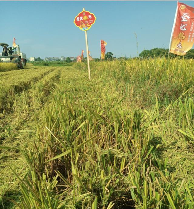 2023荃優錦禾再生稻栽培技術指導-imomo植物識別