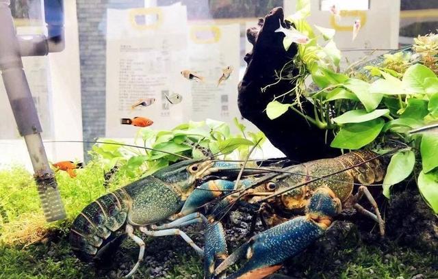 突破澳龍養殖難題,蘇企獲得省農業科技獎-imomo植物識別