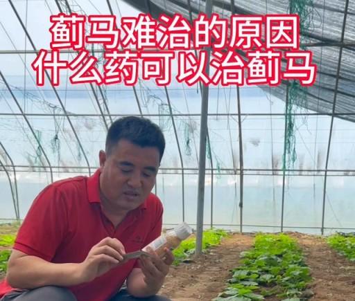 薊馬難治的原因，什麼藥可以治薊馬？#王友福-imomo植物識別