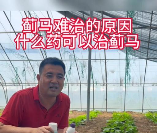 薊馬難治的原因，什麼藥可以治薊馬？#王友福-imomo植物識別