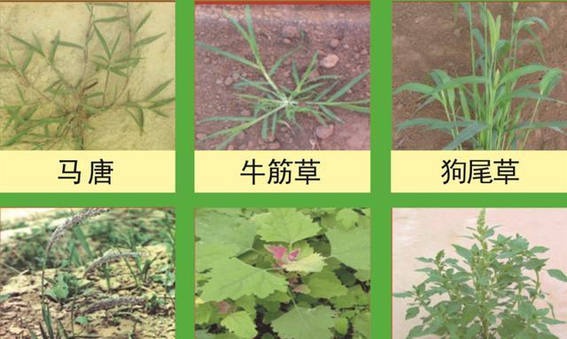 玉米田各種除草劑優劣勢對比分析-imomo植物識別