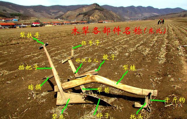 漫話「扶犁」——正經八北莊稼人必須會的技能-imomo植物識別