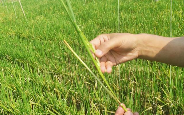 走近秋收一線丨再生稻「一種雙收」,增產潛力怎麼挖?-imomo植物識別