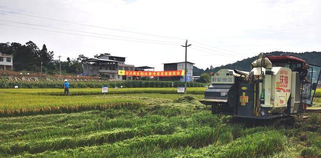 走近秋收一線丨再生稻「一種雙收」,增產潛力怎麼挖?-imomo植物識別