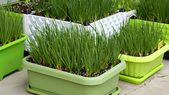 陽臺香蔥種植妙招:解析生長特性,實現四季常綠滿屋香-imomo植物識別