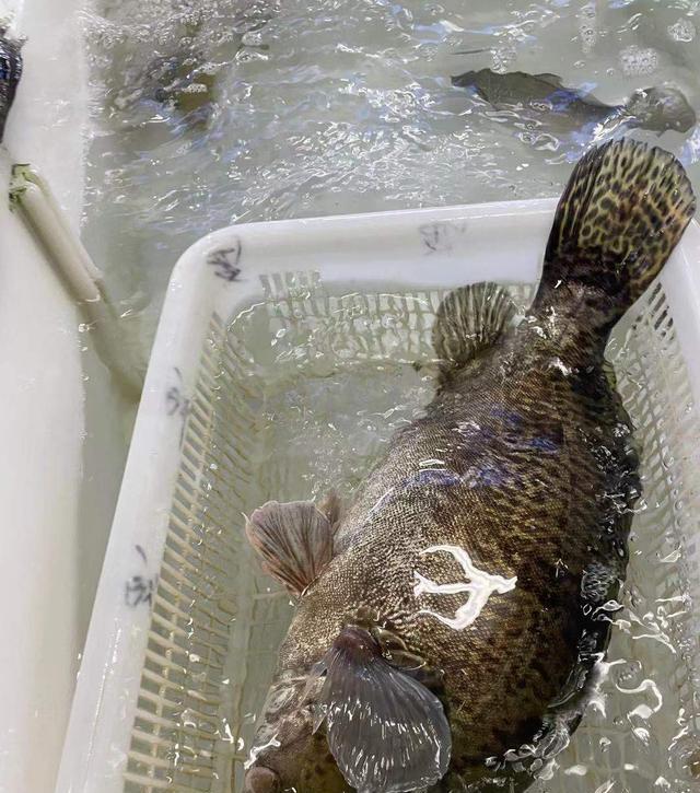 人工養殖鱖魚怎麼喂，鱖魚專用飼料-imomo植物識別