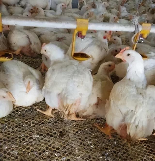 雞子拉稀吃什麼藥？這幾種藥輕鬆搞定雞拉稀，趕快收藏起來-imomo植物識別