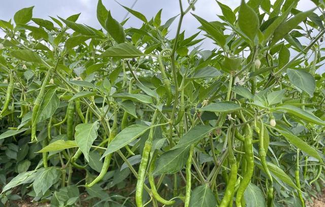 茄子、番茄、辣椒坐果有妙招,知道了方法,有花就坐果,永遠受用-imomo植物識別