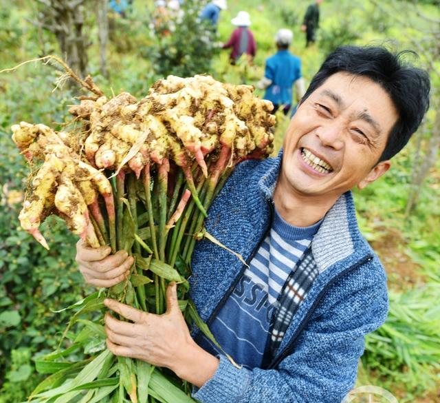 蔬菜高產種植小技巧:生薑一般什麼時候種植為最佳時間-imomo植物識別