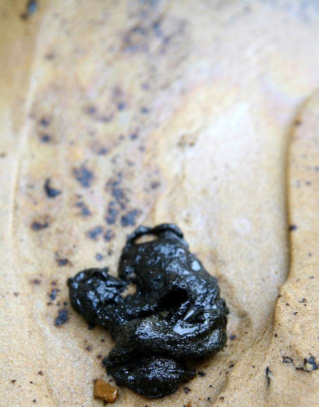 雞拉黑色稀便什麼原因?雞拉黑色焦油糞便怎麼治療?-imomo植物識別