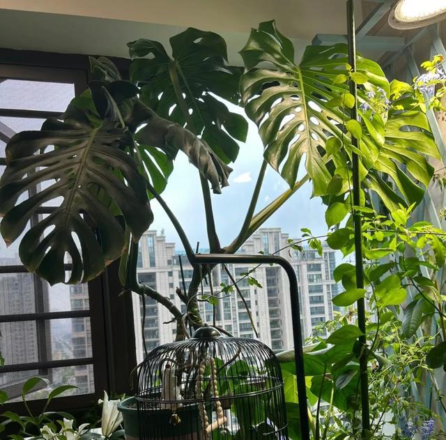 不管陽臺多大,建議不要養這「10種花」,都是過來人的教訓!-imomo植物識別