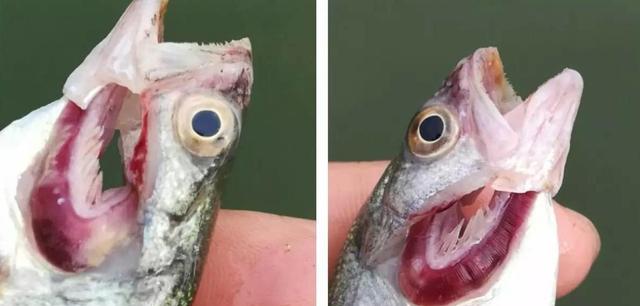水產養殖魚類出現爛腮怎麼辦？魚爛鰓有什麼特效藥？看這篇就夠了-imomo植物識別