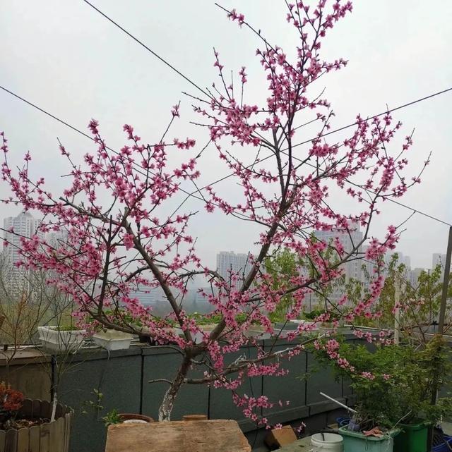 樓頂二培桃樹，好看好吃，種植簡單-imomo植物識別