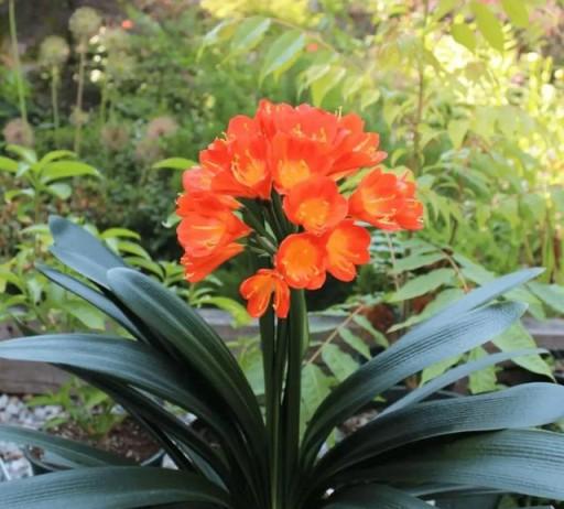 君子蘭花劍長不高?家庭養護全攻略,輕鬆解決「夾箭」難題-imomo植物識別