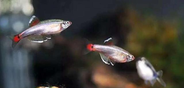 三釐米的小魚可以用高錳酸鉀殺菌嗎，飼養天使魚有什麼注意事項？-imomo植物識別