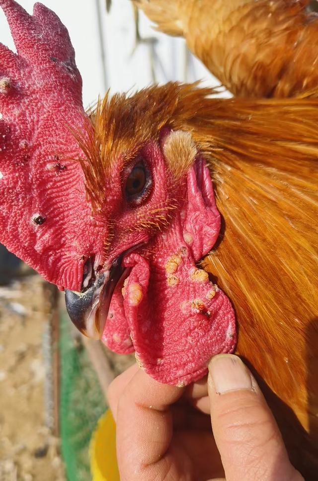 驚蟄將至,養雞要做好「戰痘」準備,在蚊蟲爆發前做好雞群接種-imomo植物識別