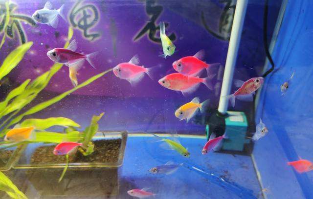 三釐米的小魚可以用高錳酸鉀殺菌嗎，飼養天使魚有什麼注意事項？-imomo植物識別