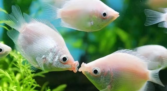 三釐米的小魚可以用高錳酸鉀殺菌嗎，飼養天使魚有什麼注意事項？-imomo植物識別