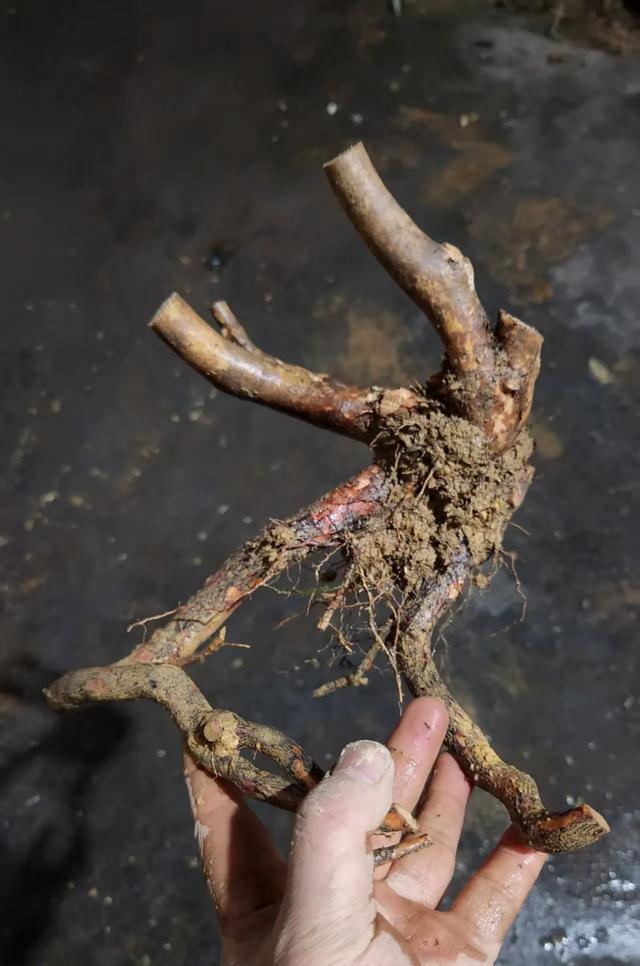 探討早春及晚秋採掘樹樁的優缺點-imomo植物識別