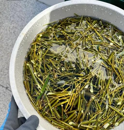「生根水」不用買,在家就能做,操作簡單又實用,生根就是快。-imomo植物識別