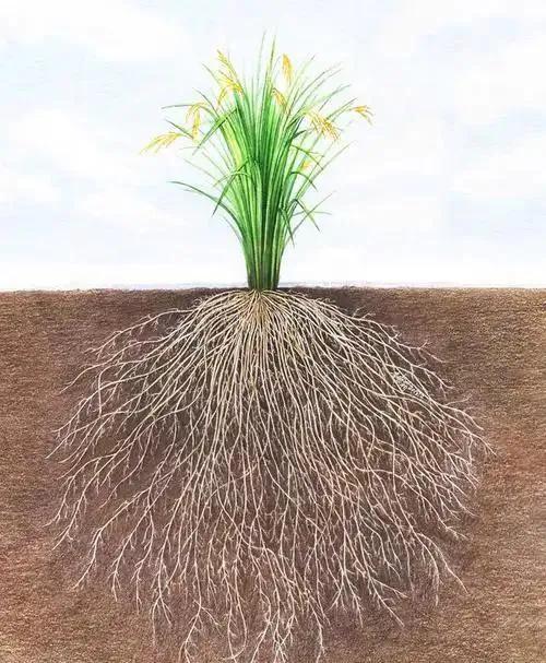 破除誤解:揭祕植物根系的氧氣需求與土壤環境優化-imomo植物識別