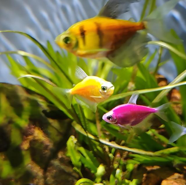 三天喂一次天使魚？老手偷偷告訴你這些細節-imomo植物識別