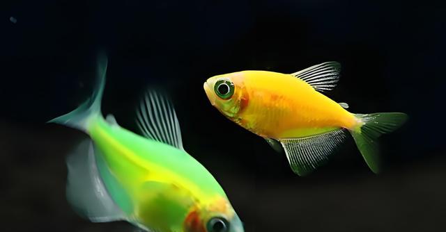 三天喂一次天使魚？老手偷偷告訴你這些細節-imomo植物識別