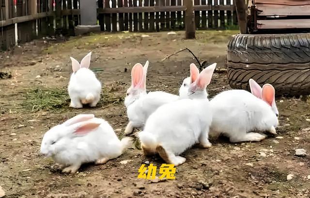 養兔人別花冤枉錢！這幾個喂兔配方，長得快還少生病。-imomo植物識別