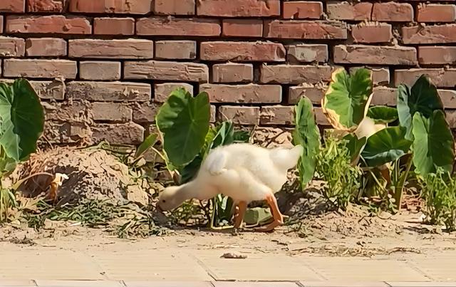 小鵝歪脖子是怎麼回事？鵝脖子歪了怎麼治療？養鵝人必看！-imomo植物識別