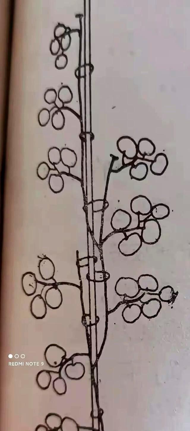 掌握以下幾個技術要點,越夏連秋栽培的番茄也能獲得高產-imomo植物識別