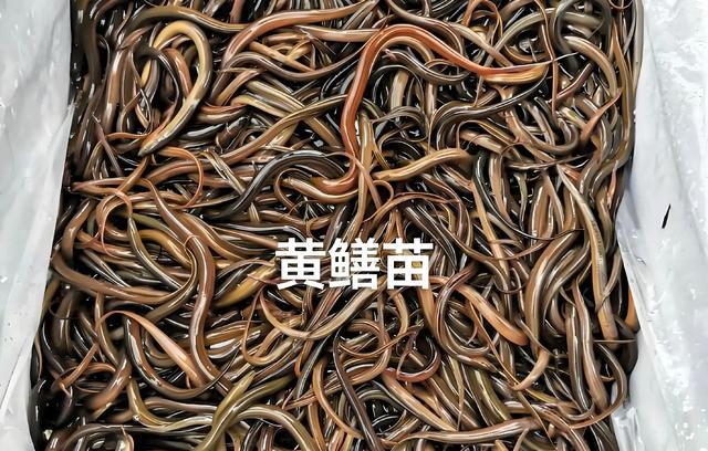 養黃鱔其實特別簡單!小白也能輕鬆上手。-imomo植物識別