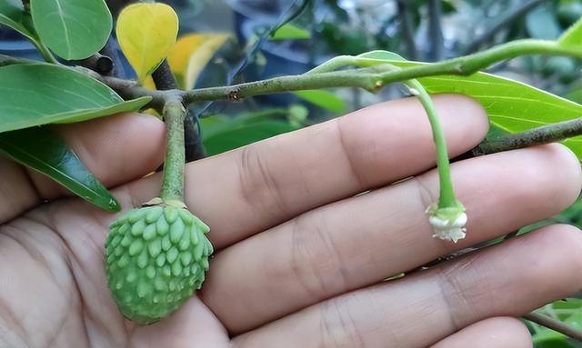 釋迦果——番荔枝的種植方法介紹-imomo植物識別