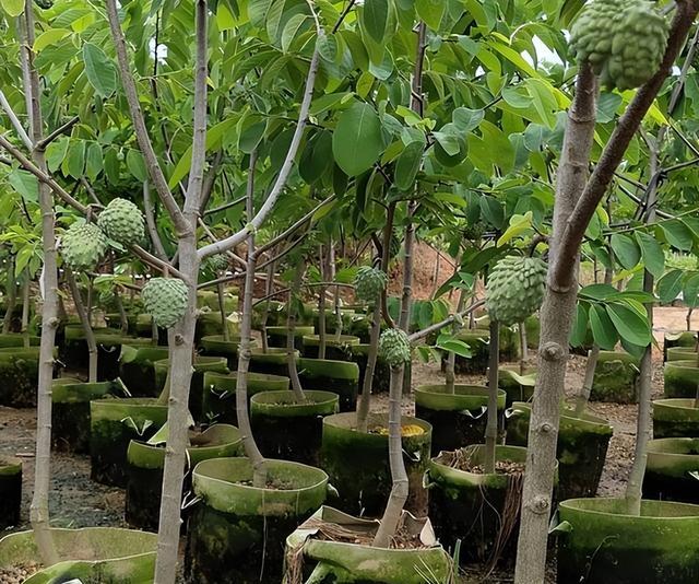 釋迦果——番荔枝的種植方法介紹-imomo植物識別