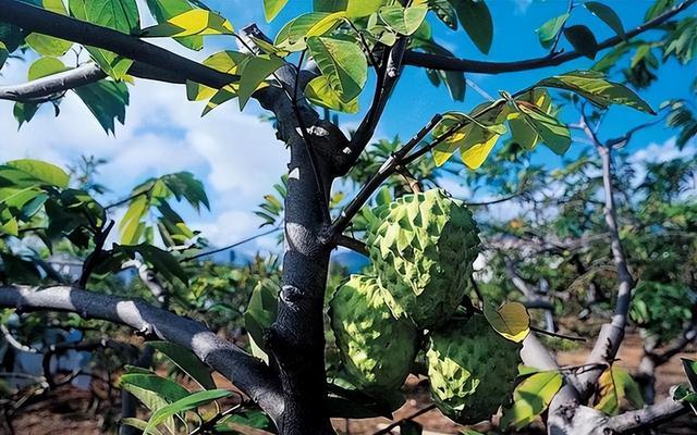 釋迦果——番荔枝的種植方法介紹-imomo植物識別