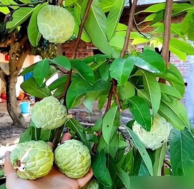 釋迦果——番荔枝的種植方法介紹-imomo植物識別