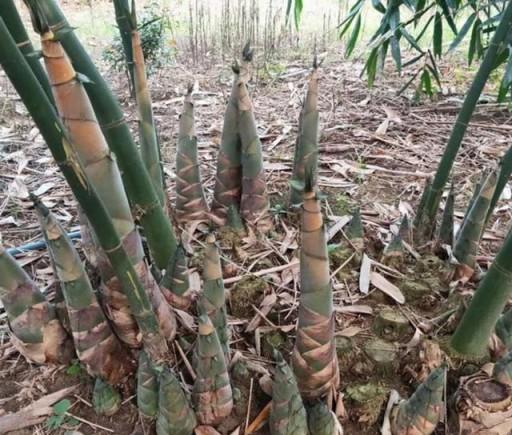 十六種常見的竹子品種、特徵和用途介紹-imomo植物識別