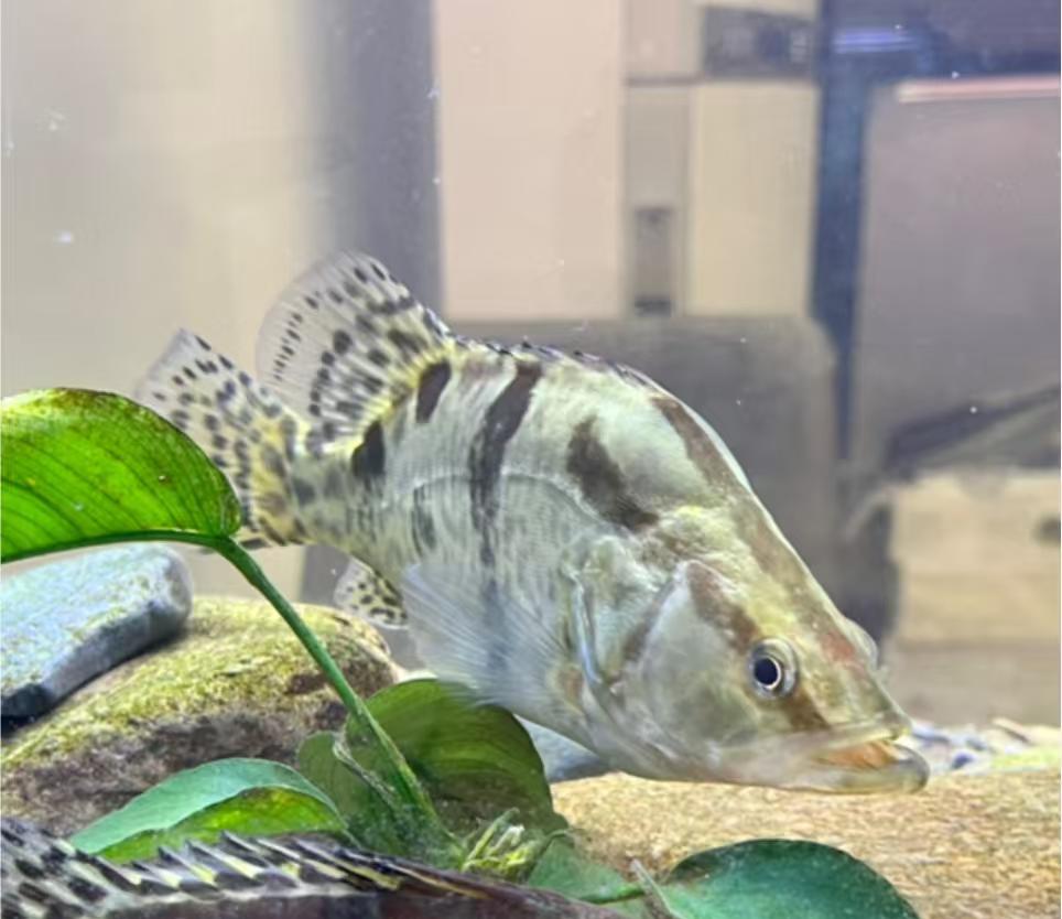 鱖魚怎麼養才活得久？水溫、食物、環境一篇全懂-imomo植物識別