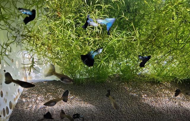 天使魚斑馬魚、孔雀魚鬥魚，哪種更耐低溫？為什麼秋天容易死？-imomo植物識別